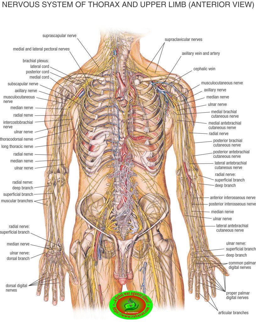 rxharun.com/human-body anatomy