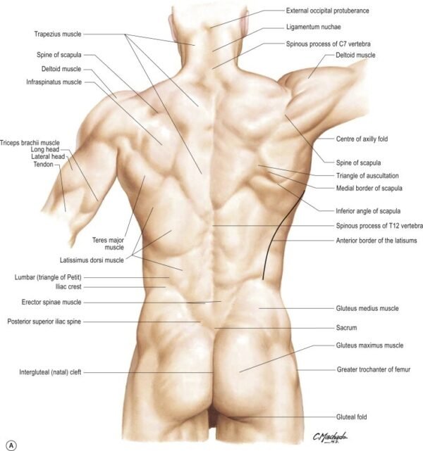 Latissimus Dorsi Muscle Origin Insertion Nerve Supply Rxharun