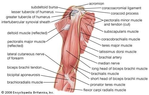 How many muscles are there in upper limb?