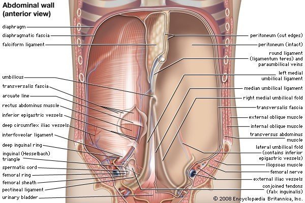 What Is Transversus abdominis Muscle?