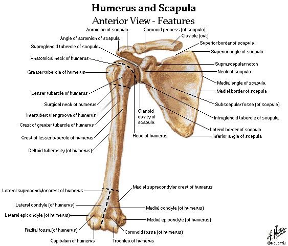 Muscle Attachments of Humerus