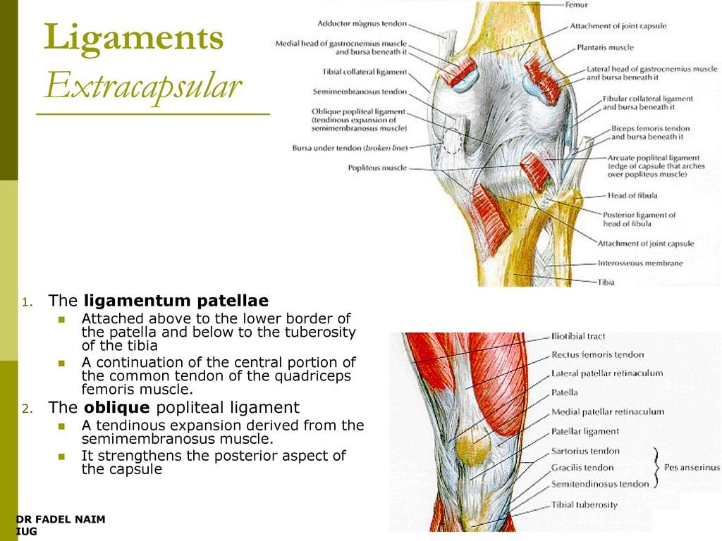 Knee Lateral Dislocation