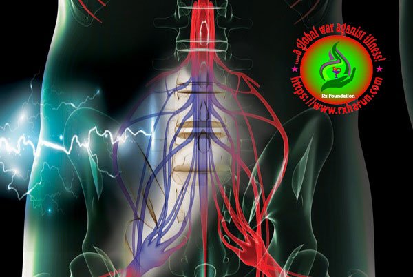 corda equina syndrome/spinal nerve & pheripheral nerve anatomy