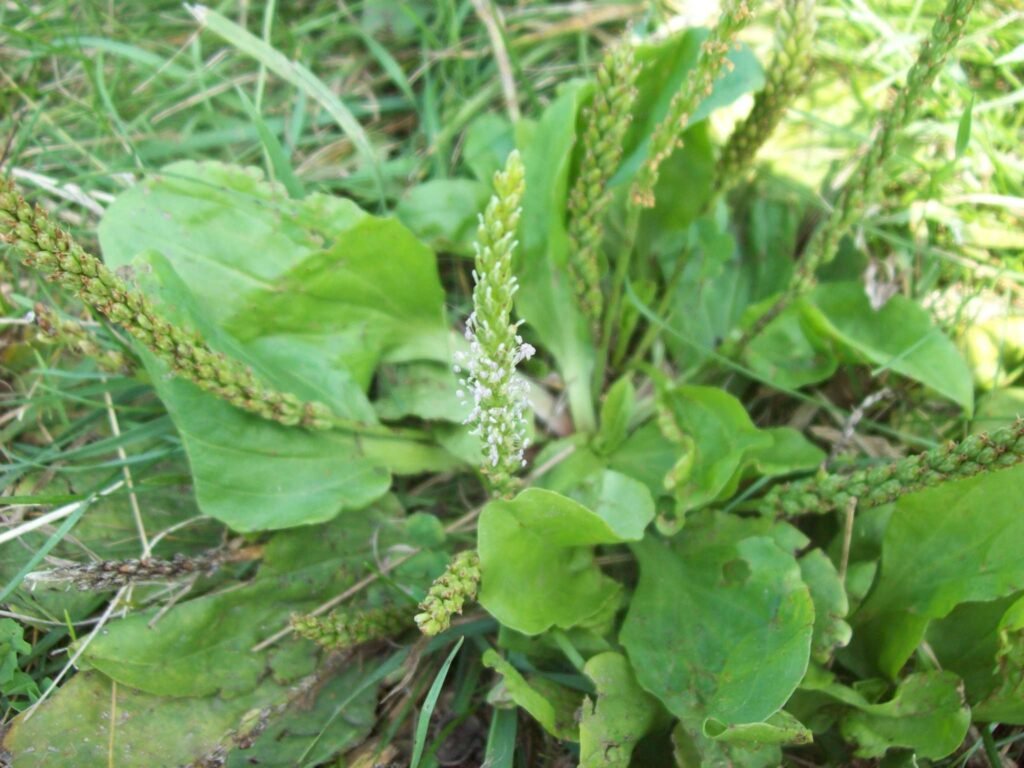 Plantago