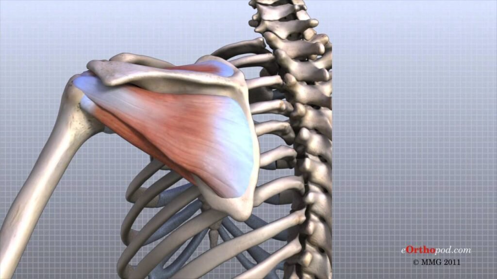 Humerus Surgical Neck Fracture