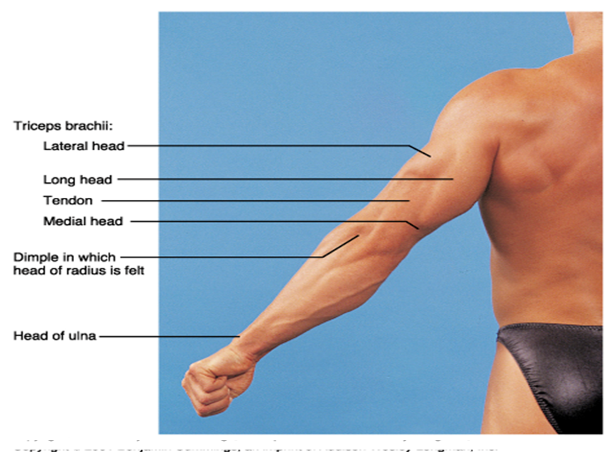 Radial Neck Fractures