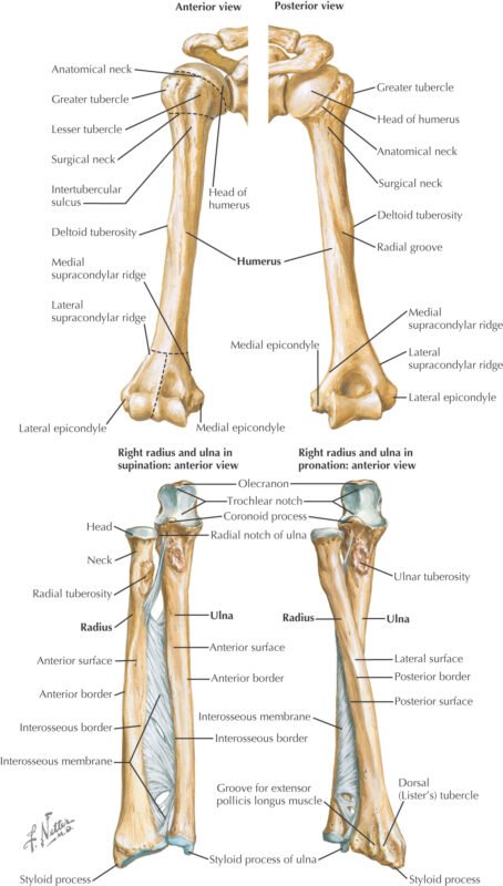 Radial and ulnar shaft fractures