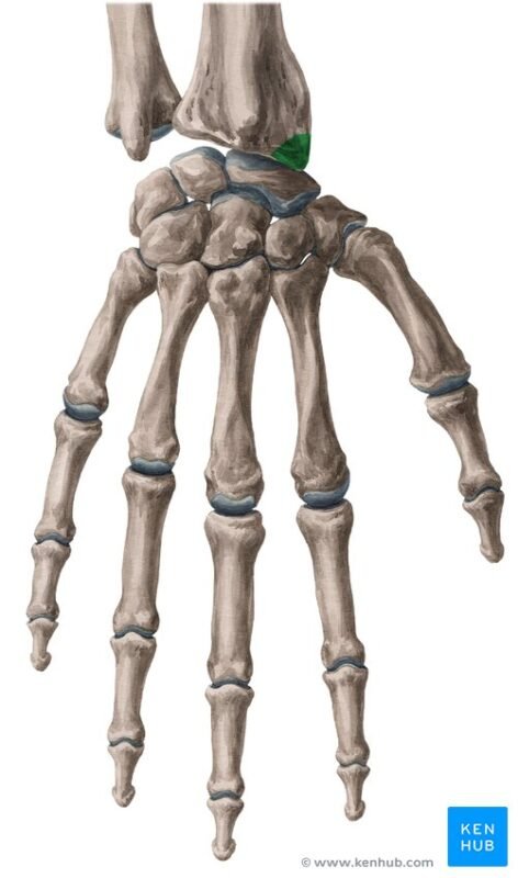 Radial head fractures