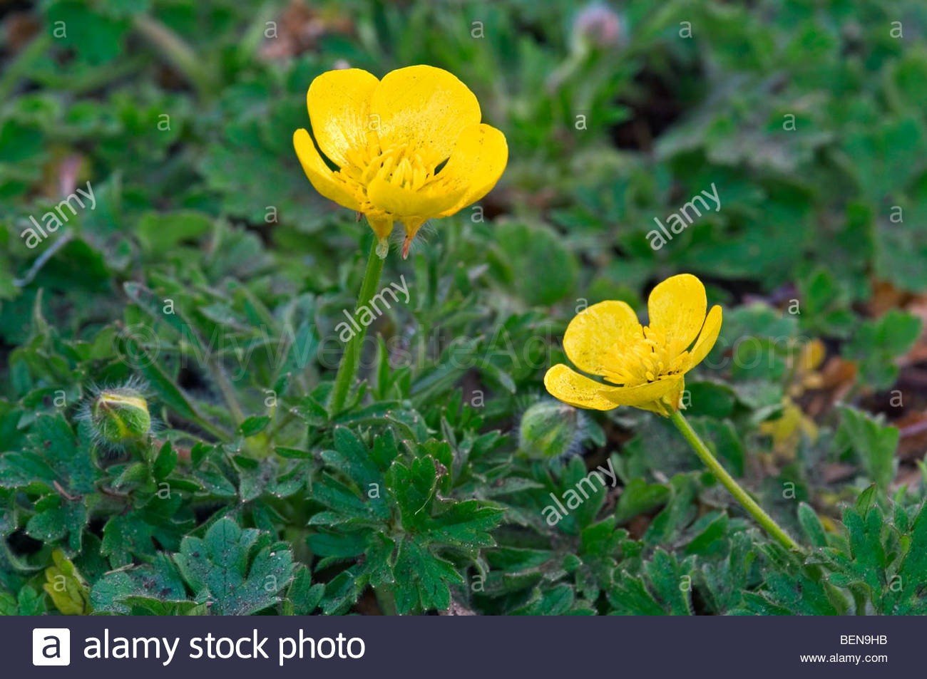 Frogwort