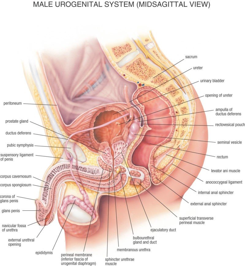 Which Exercise Is Best For Penis Enlargement