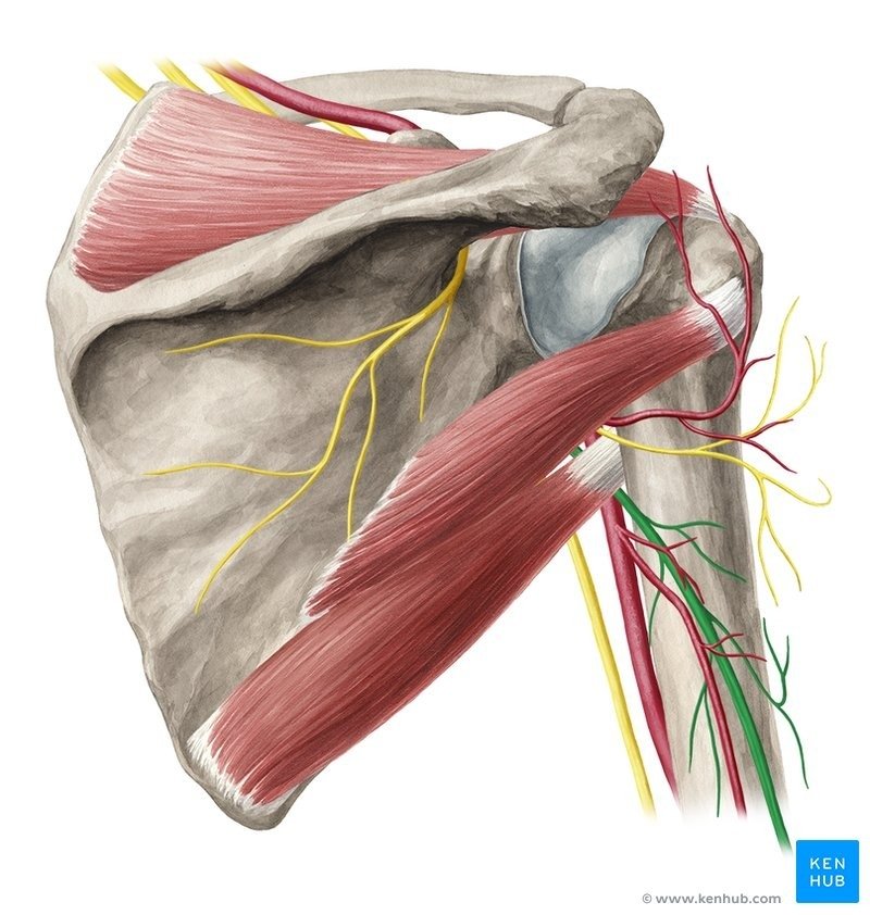 Triceps Muscle Tendinopathy