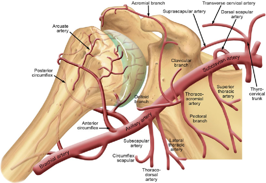 How long does rotator cuff tendonitis take to heal?