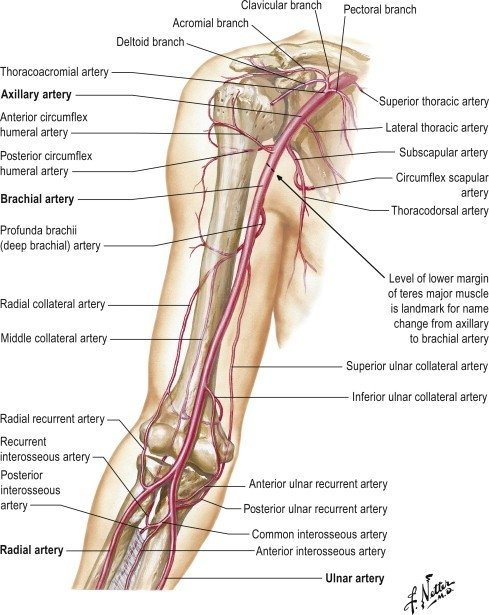 Triceps Tendinitis