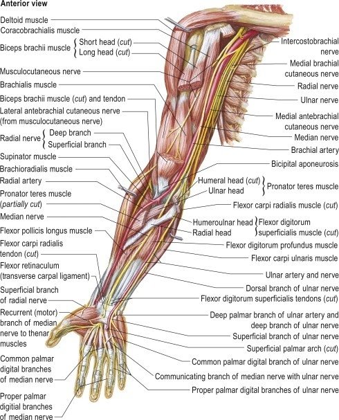 What Is Triceps Tendinitis? Causes, Symptoms ,Treatment | Rx Harun