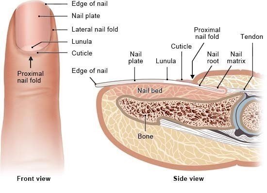 Test Diagnosis of Fingernails Infection