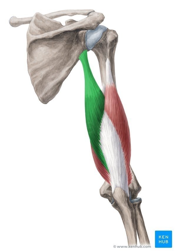 Triceps muscle