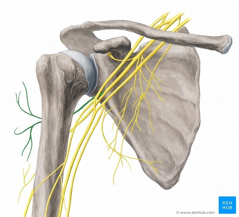 Triceps Tendon Rupture