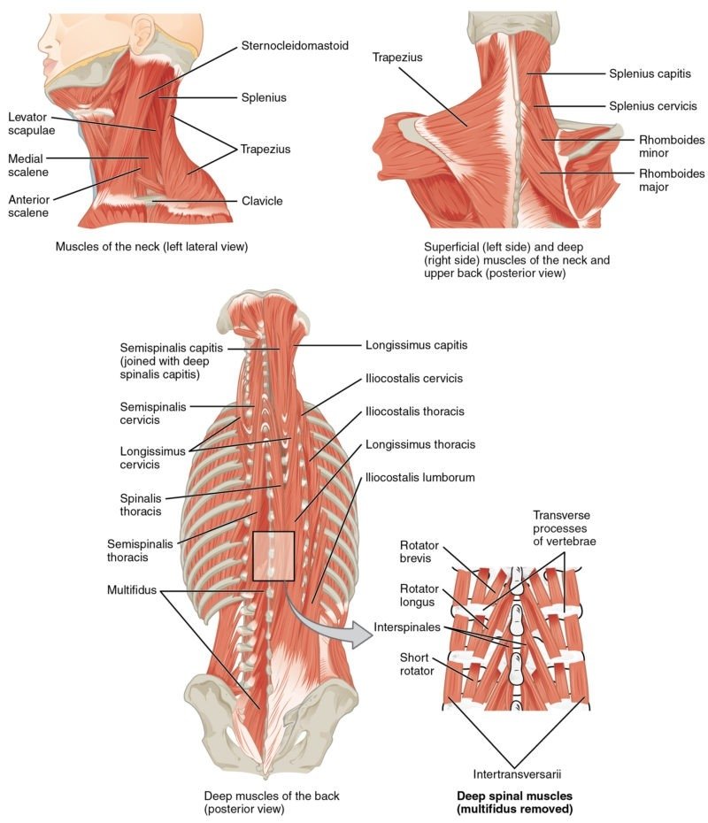 What are the muscles on the side of your torso?/Trunk Muscles