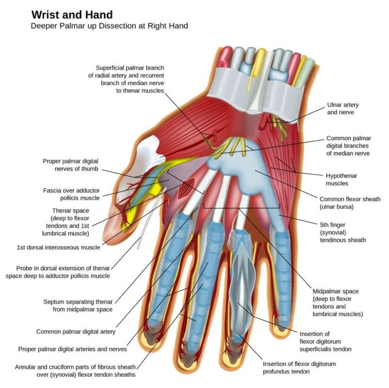 Muscles of Anterior Compartment of Arm (Flexors of Arm)