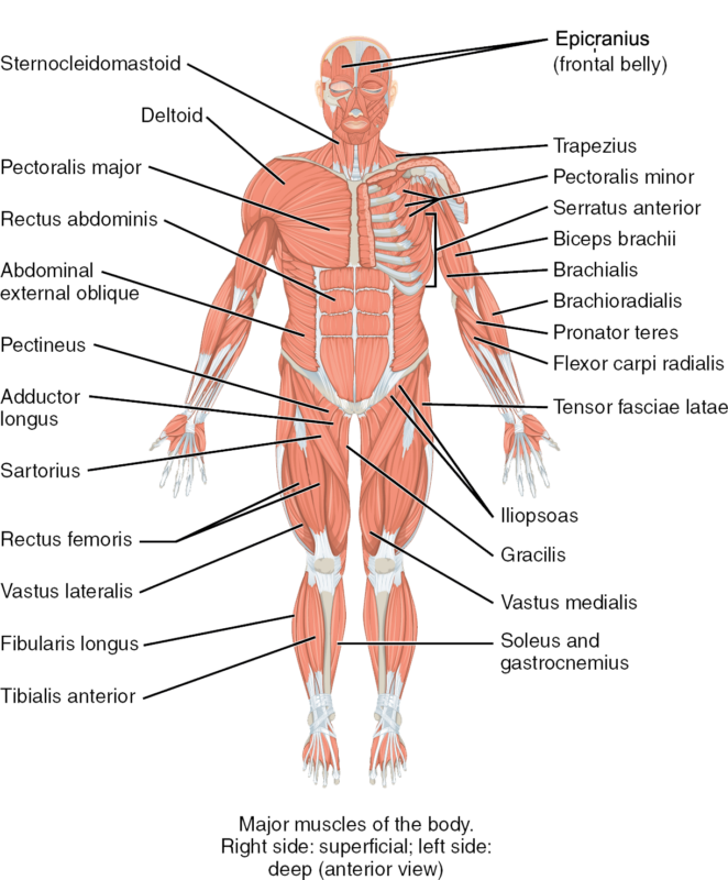 What Is Internal Oblique Muscle?