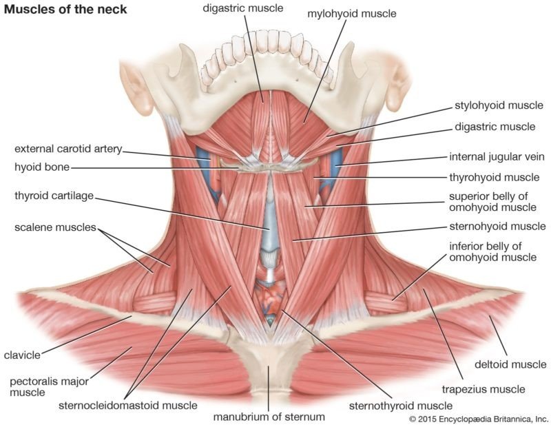 Neck Muscles