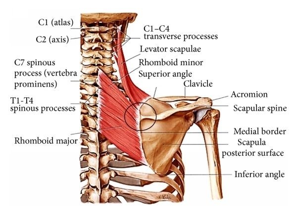 Levator scapulae Muscle, Functions, Nerve Supply | Rx Harun