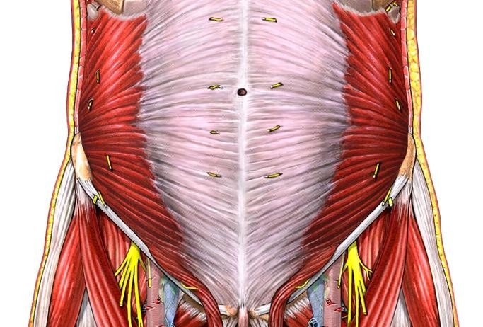 Functions Nerve Supply of Internal Oblique Muscle