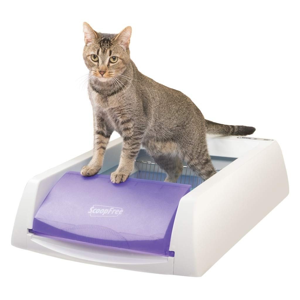 How To Buy of Self-Cleaning Litter Boxes For Cats
