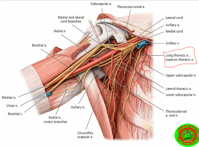 Bony Landmark and Function of Scapula