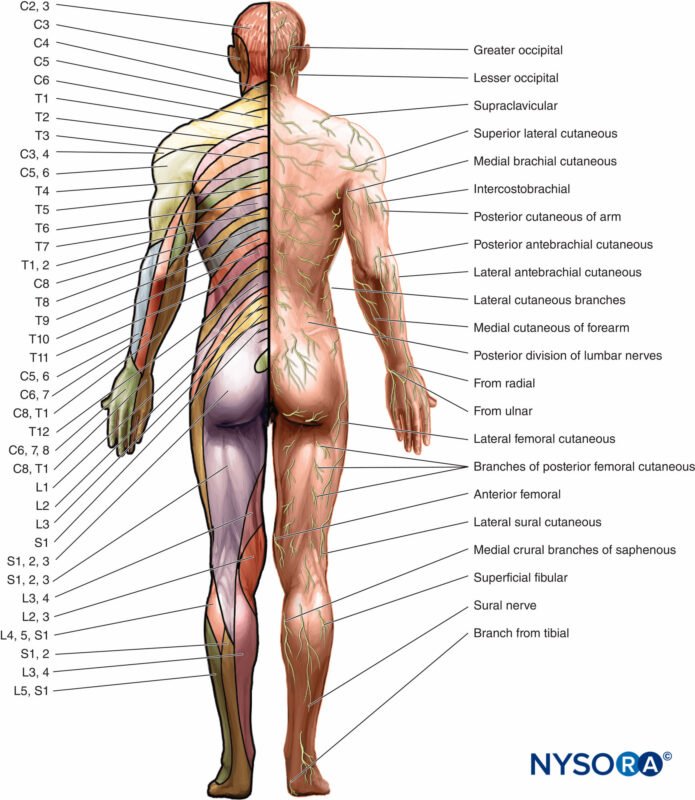 Athlete Forearm Fractures