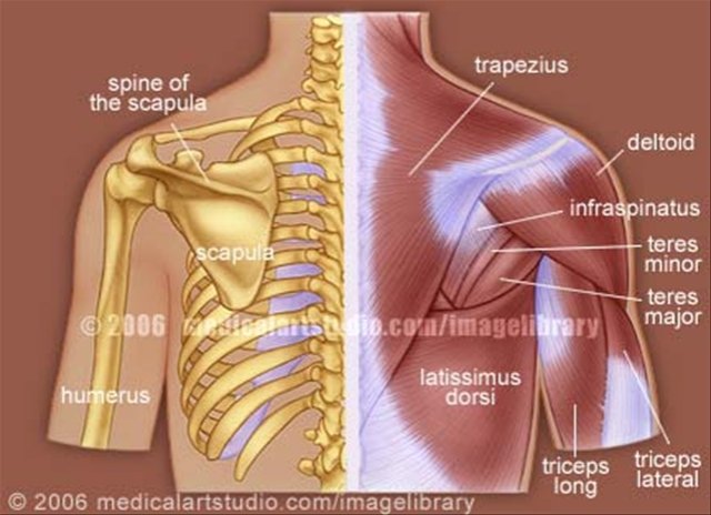 Ligaments Attachment of Scapula