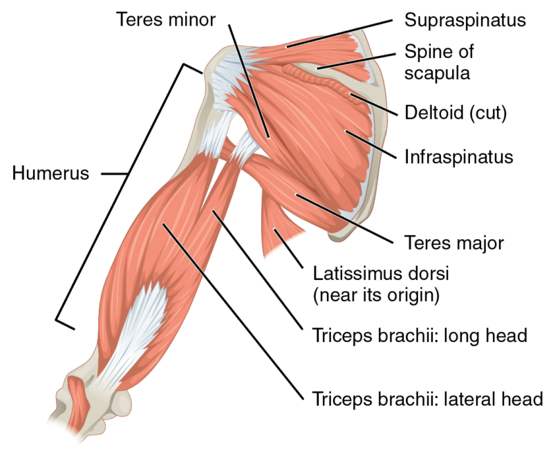 Blood Supply and Lymphatics of Upper Arm