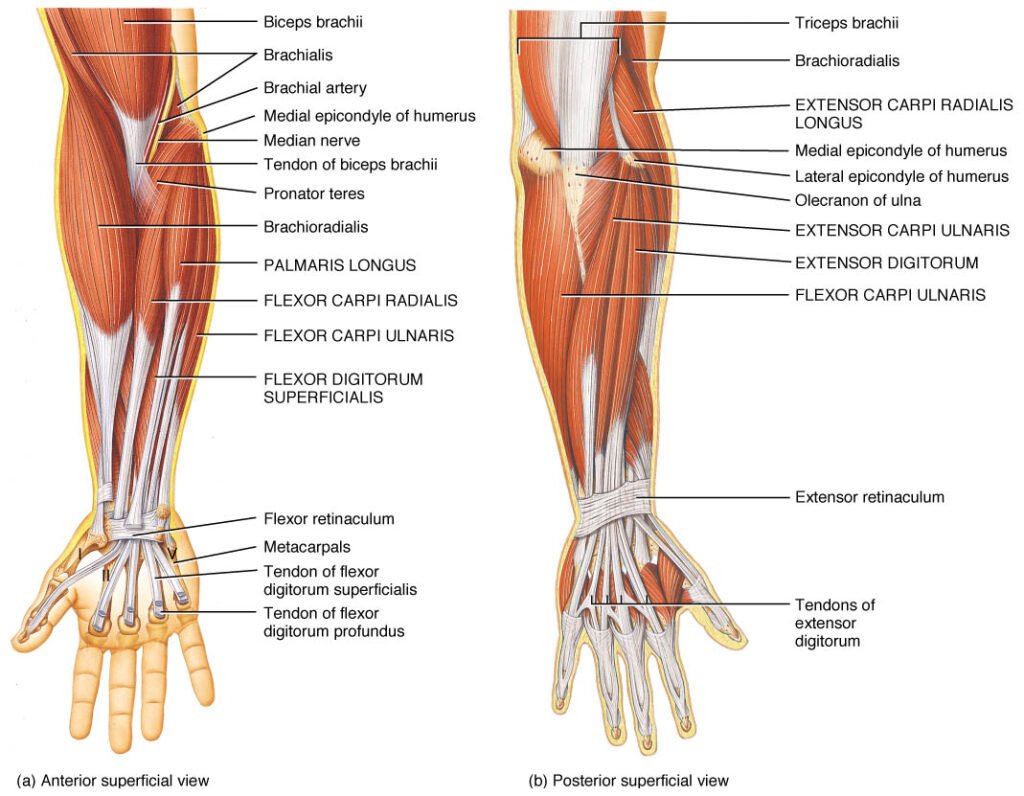 Superficial Muscles of Posterior Compartment of Forearm