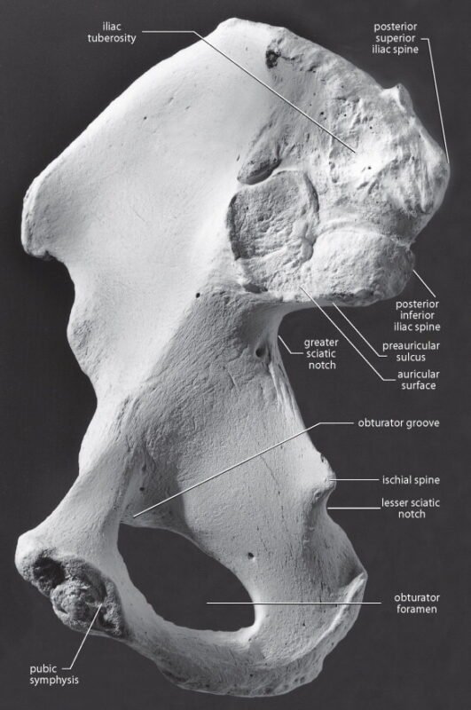 Gluteus Minimus Muscles - Origin, Nerve Supply, Functions