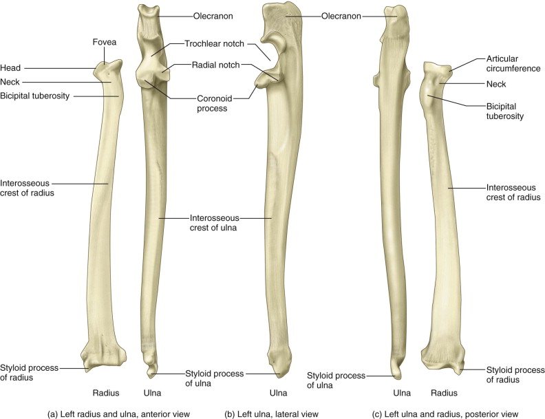 Muscles Muscle Attachment of Forearm