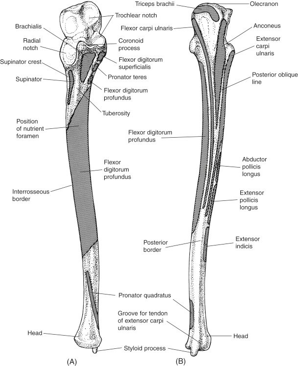 Anatomy and Bone Landmarks of Ulna