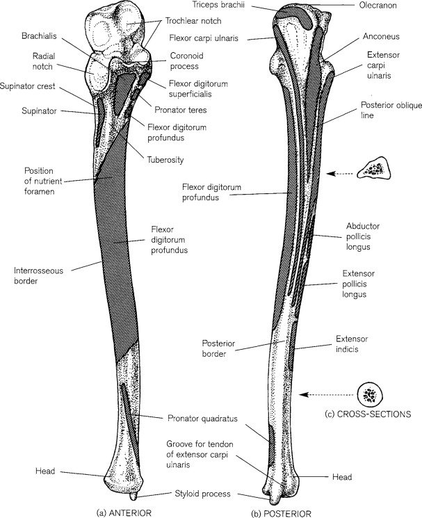 Anatomy and Bone Landmarks of Ulna