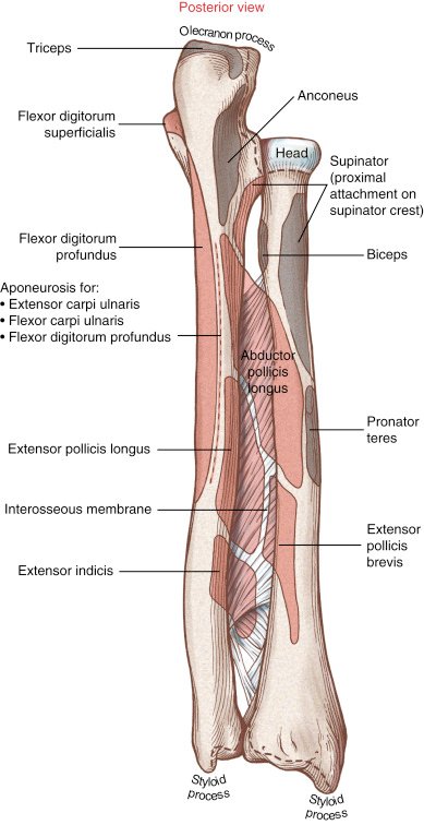 Anatomy and Bone Landmarks of Ulna