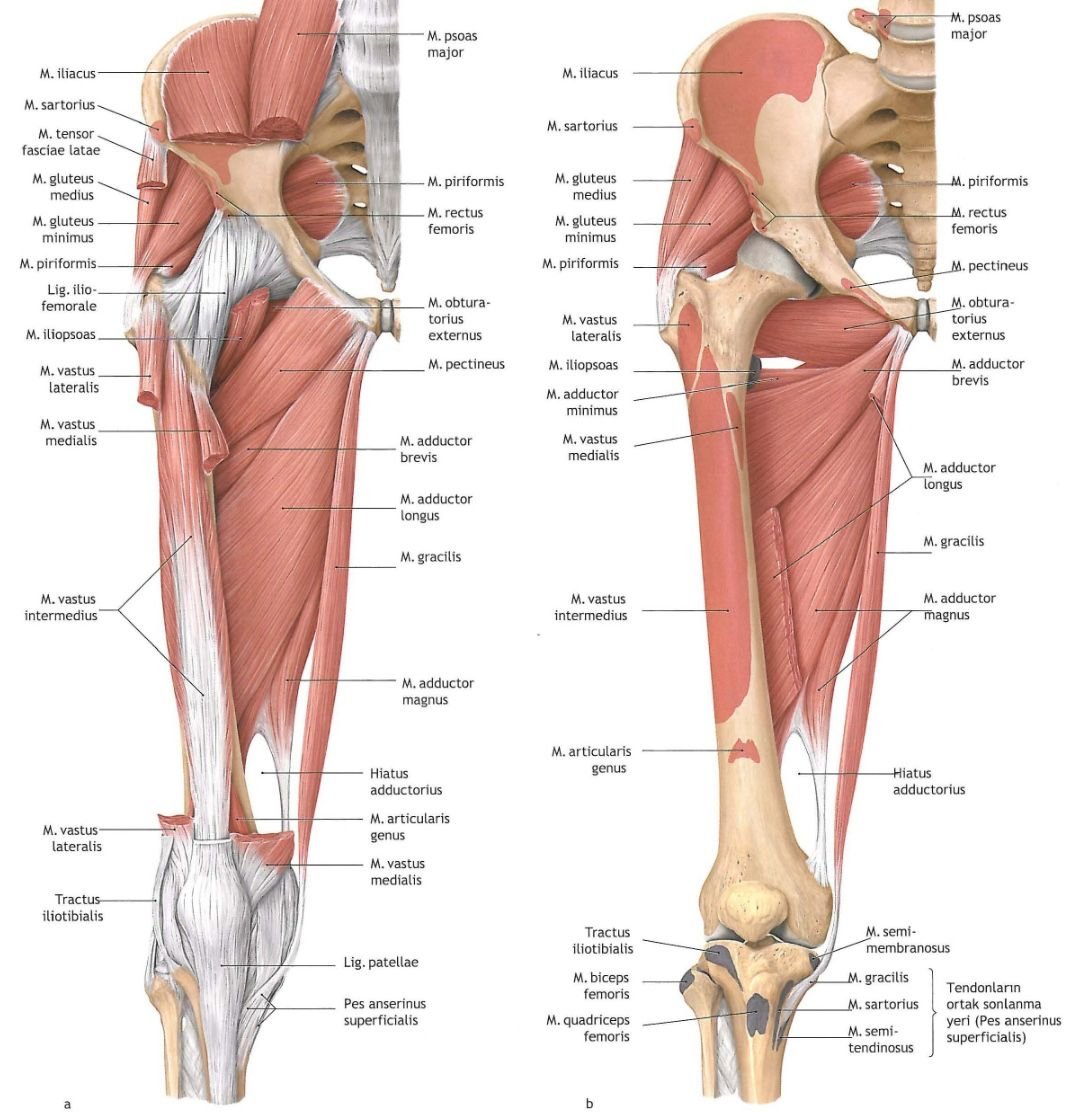 Nerves Supply of Femur