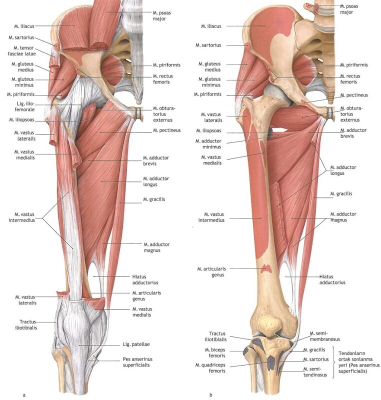 Muscle Attachment of Hip Joint