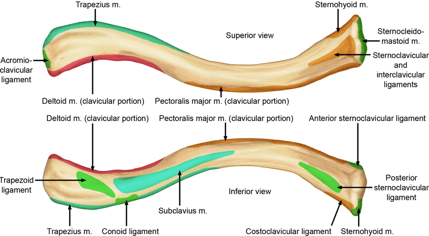 Functions of Clavicle