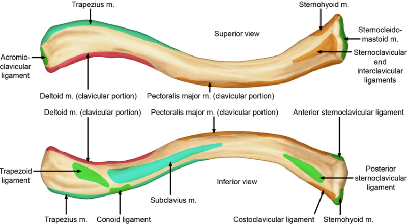 Blood Supply of Clavicl