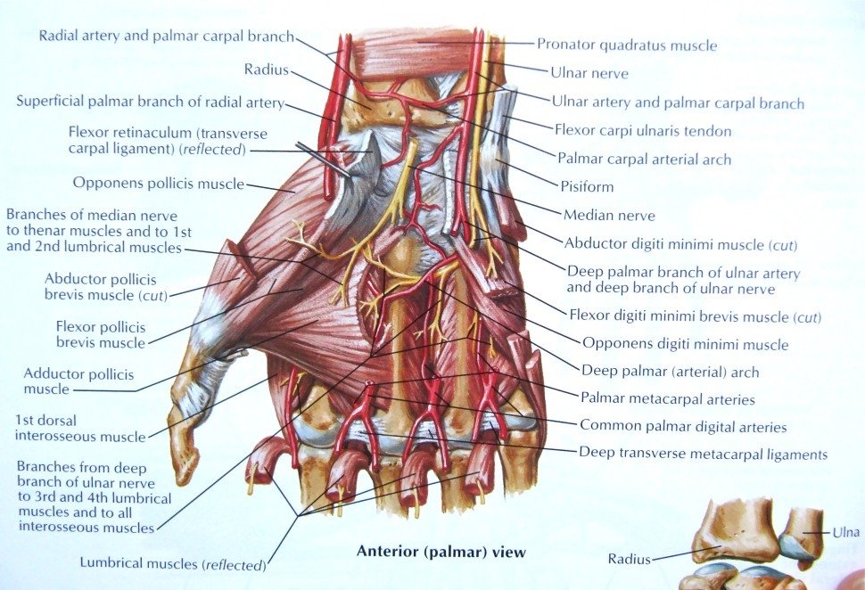 Short Muscles Of Hand