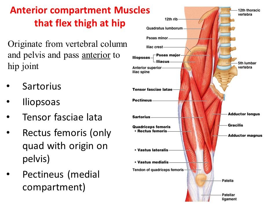 femur