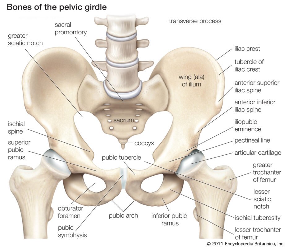 Muscle Attachment of Femur