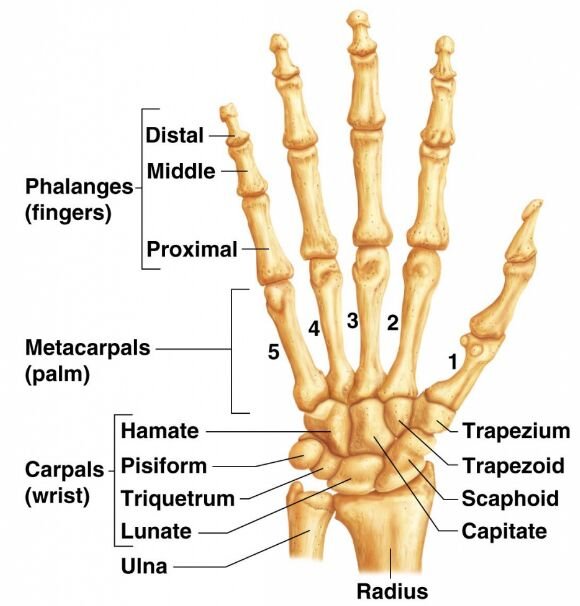 Wrist Distal Radius Fracture