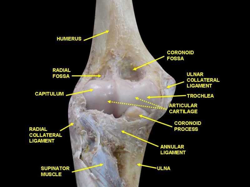 Humerus