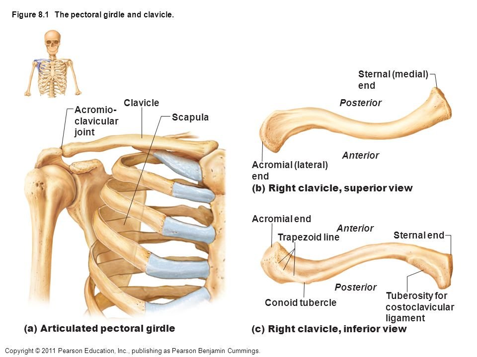 Muscle Attachment of Clavicle