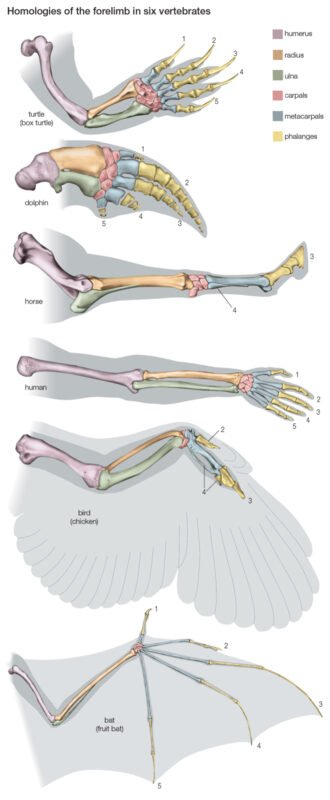 Child Forearm Fractures