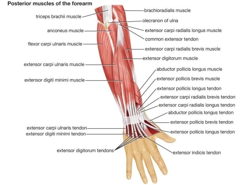 Pronation Muscles of Anterior Forearm Deep Layer